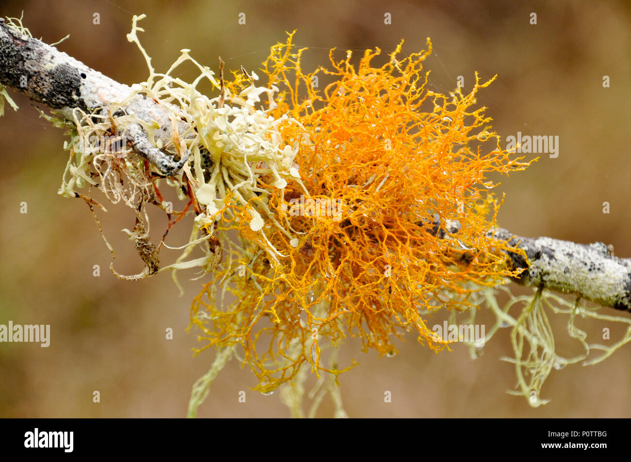 Fruticose Lichen on a tree branch in Auatralia Stock Photo - Alamy