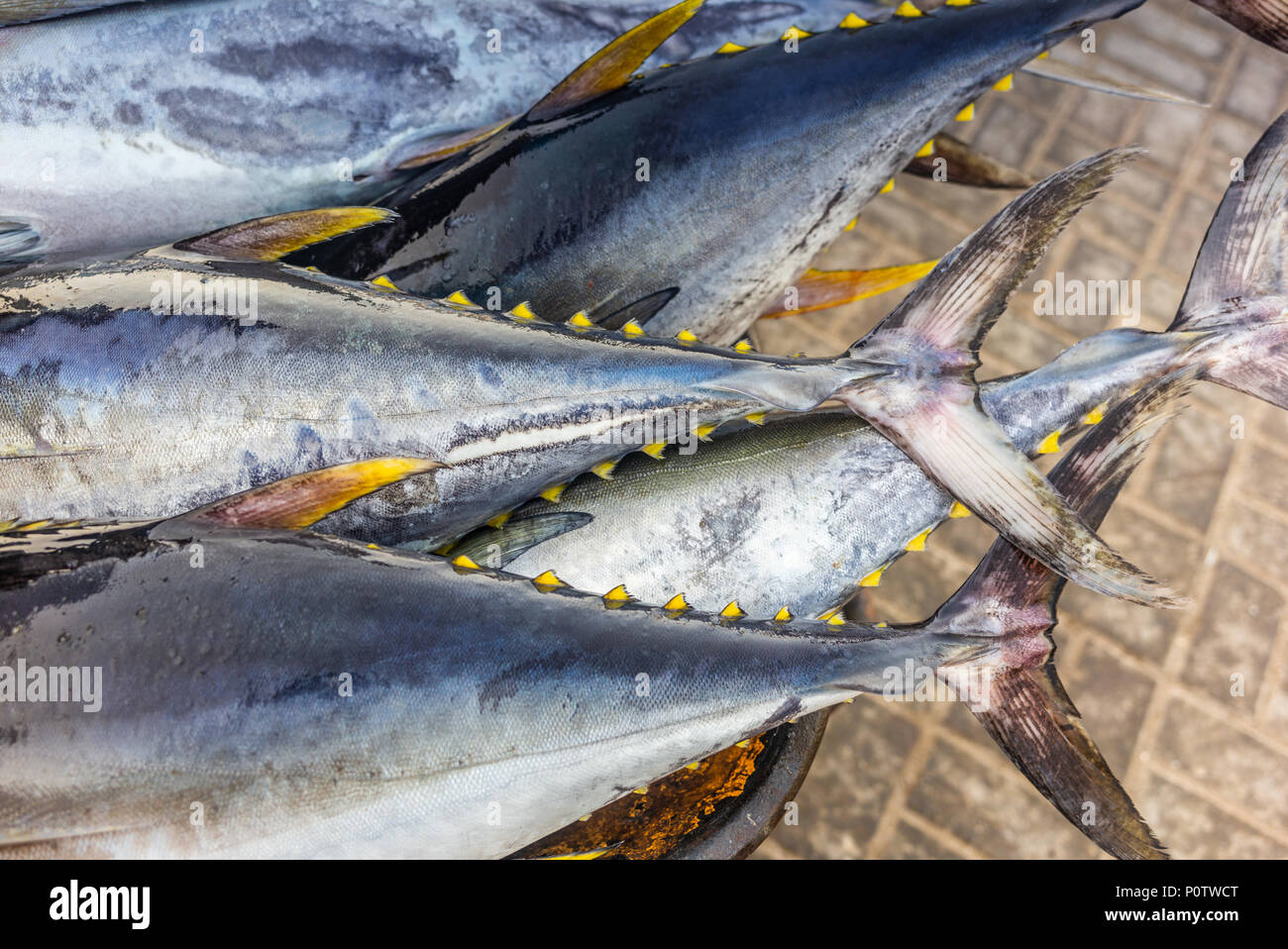 Fresh yellow fin tuna catch at the fish market in Muscat 3 Stock