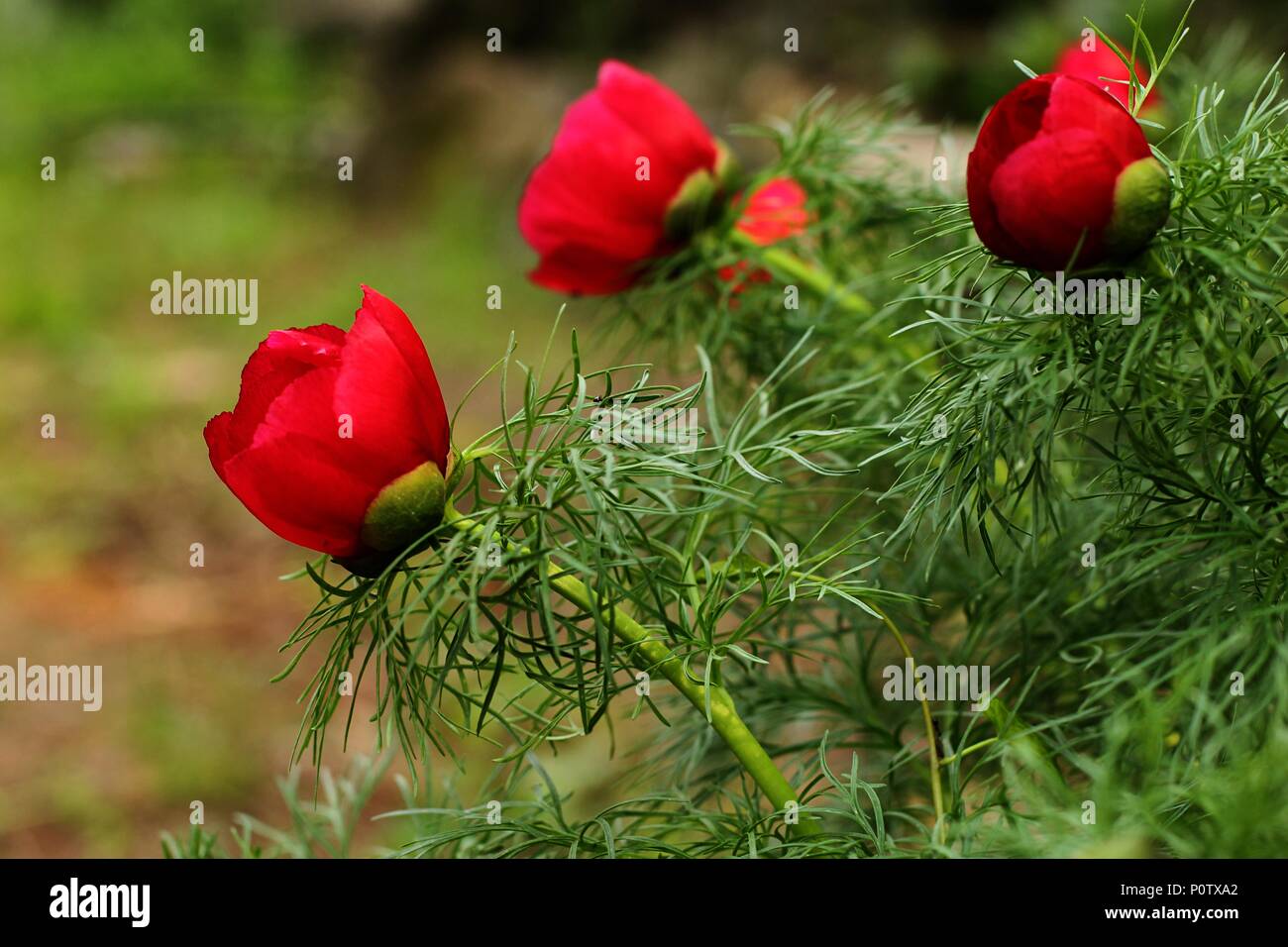 Flower of red wild species of fine leaved peony (Paeonia tenuifolia) Stock Photo