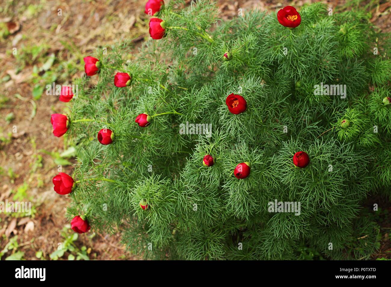 Flower of red wild species of fine leaved peony (Paeonia tenuifolia) Stock Photo