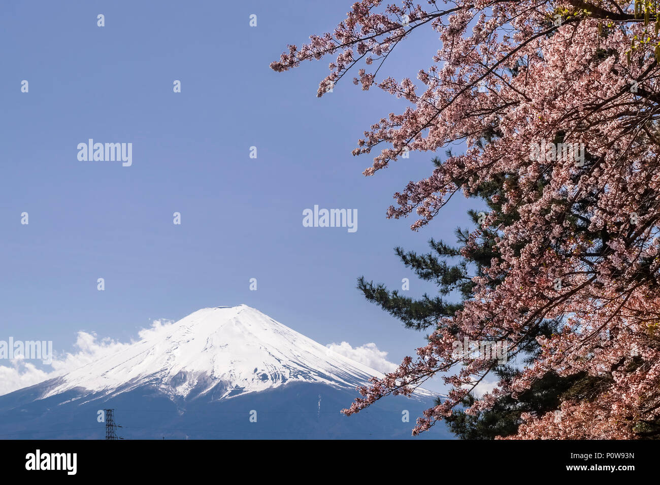 Flowering tree with Mount Fuji in the background, on a beautiful sunny day, Japan Stock Photo