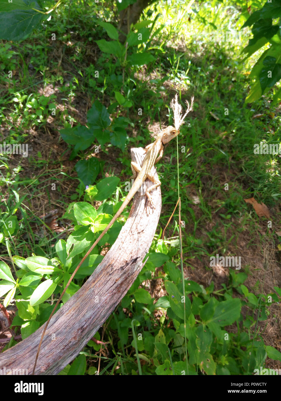 Oriental garden lizard under sunlight in the tropical garden. animal wildlife in Thailand. Stock Photo
