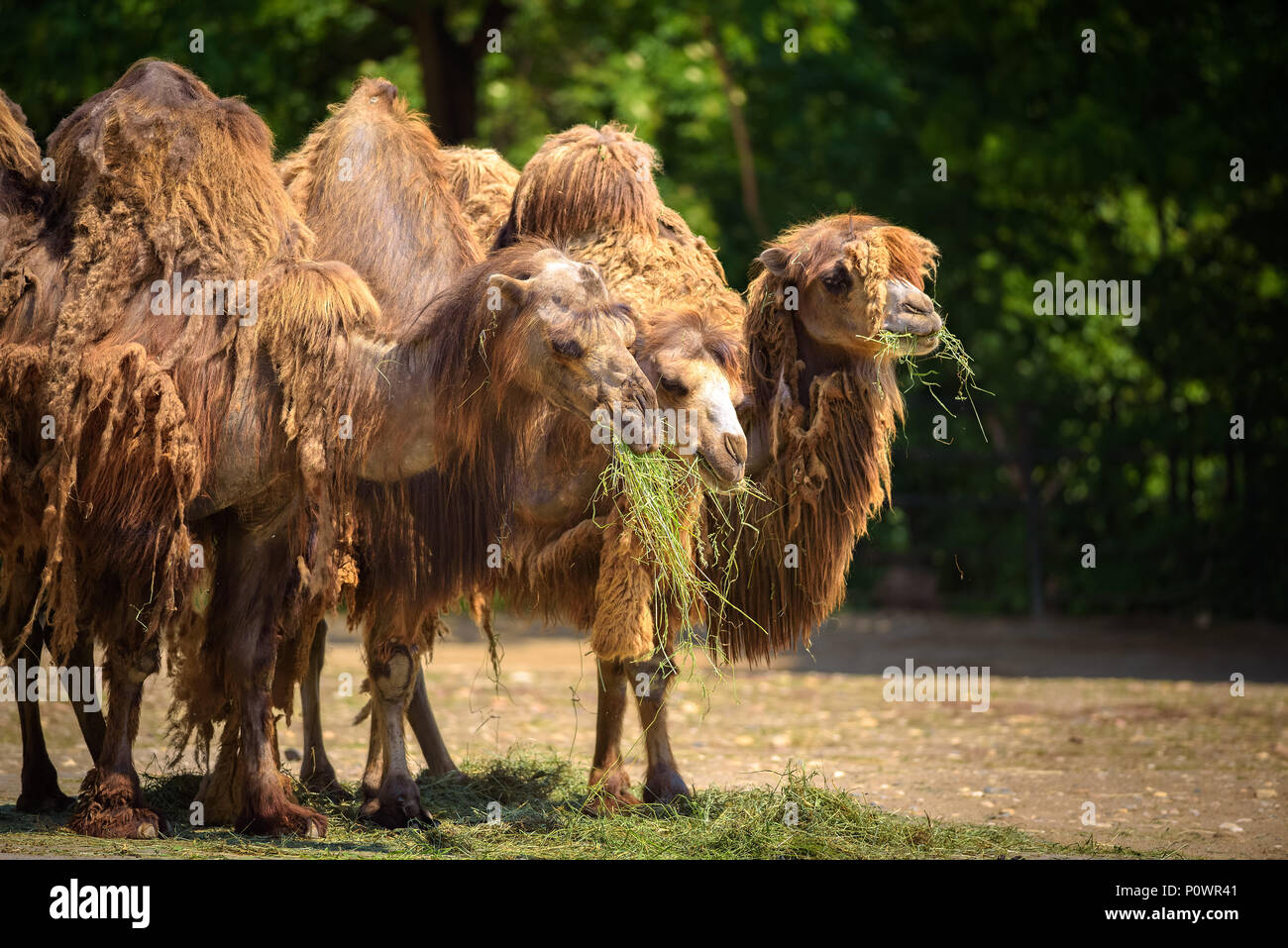 Three Bactrian camels feeding Stock Photo