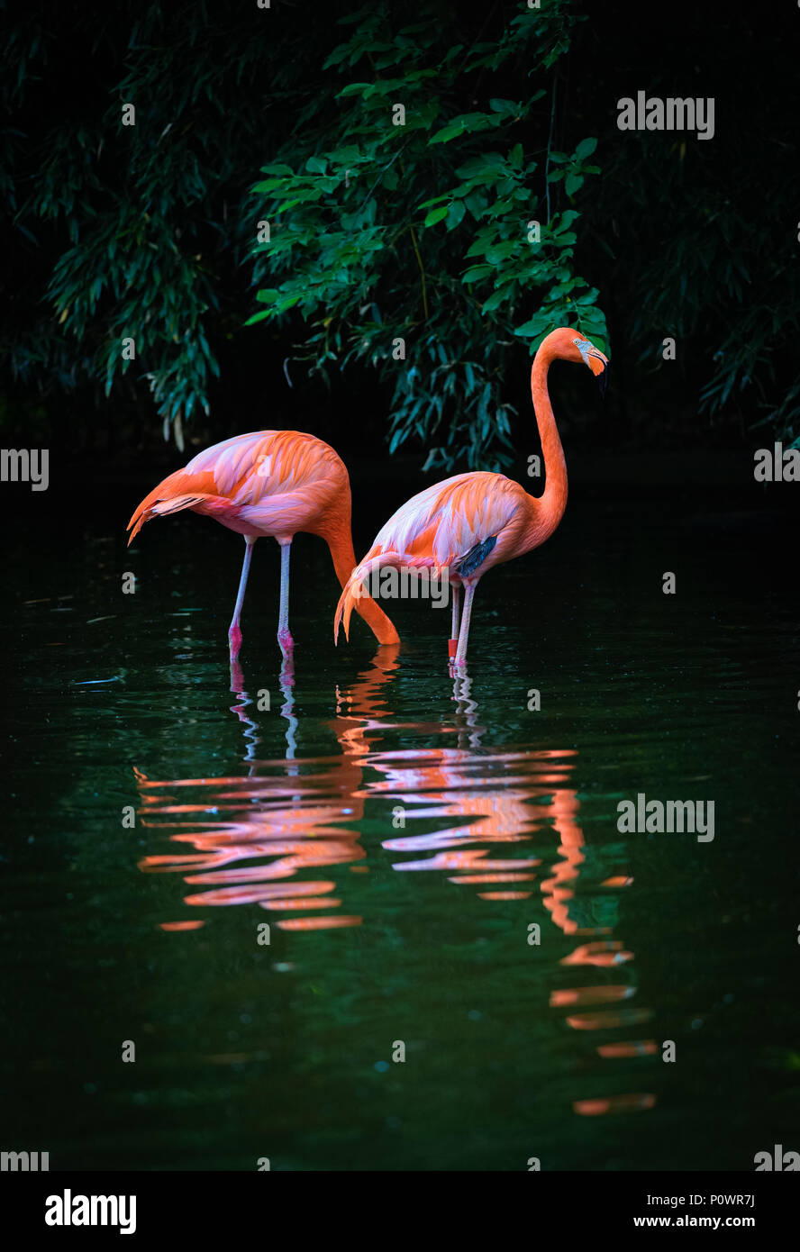 Two Caribbean Flamingos with reflection in the water Stock Photo