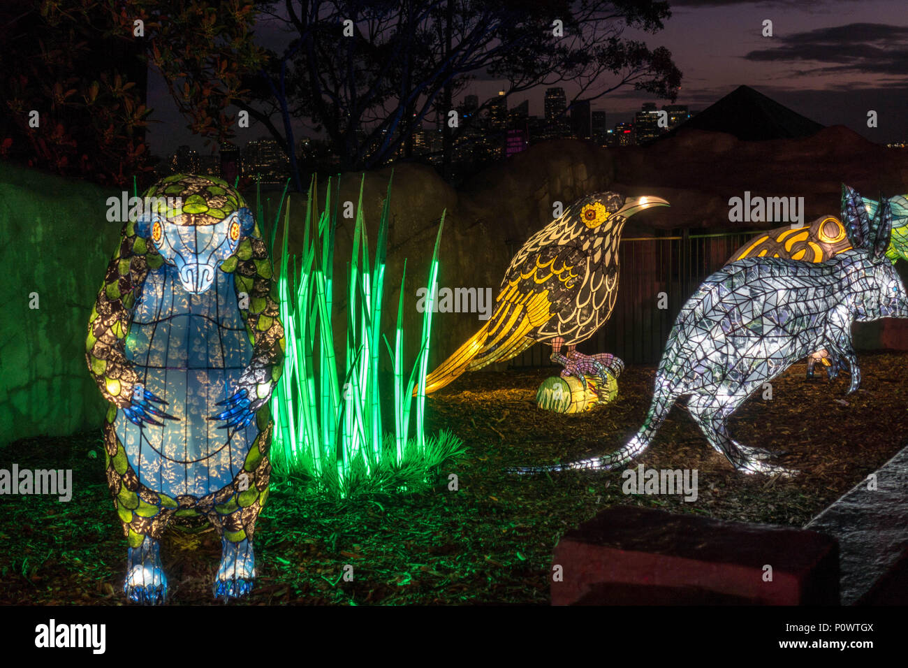 Pangolin, bilby and Regent honeyeater at Taronga Zoo for Vivid Sydney 2018 Stock Photo