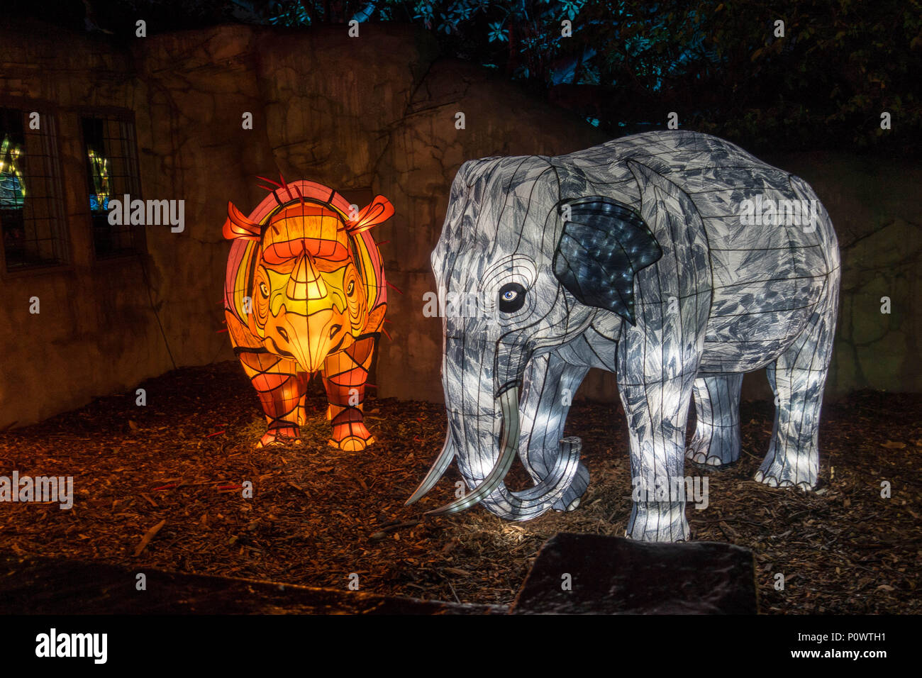 Sumatran rhinoceros and Asian elephant at Taronga Zoo for Vivid Sydney 2018  Stock Photo - Alamy