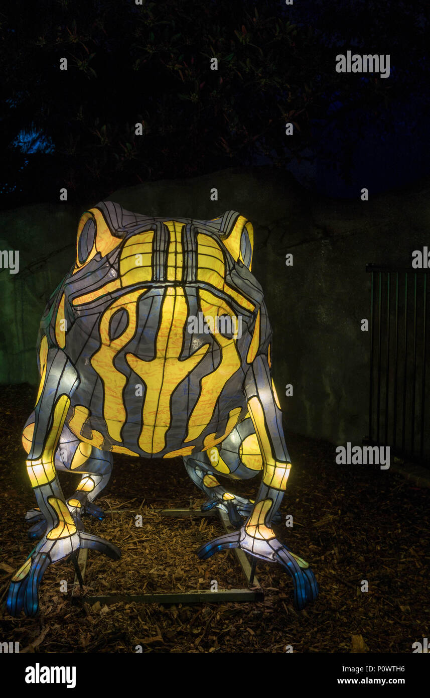 Corroboree frog at Taronga Zoo for Vivid Sydney 2018 Stock Photo Alamy
