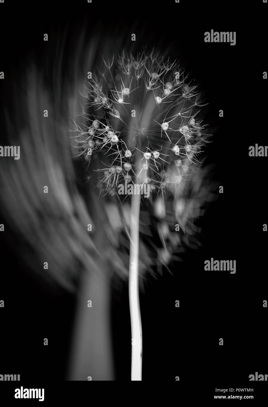 CloseUp Of Garlic Flower Head (Allium sativum) Against Black