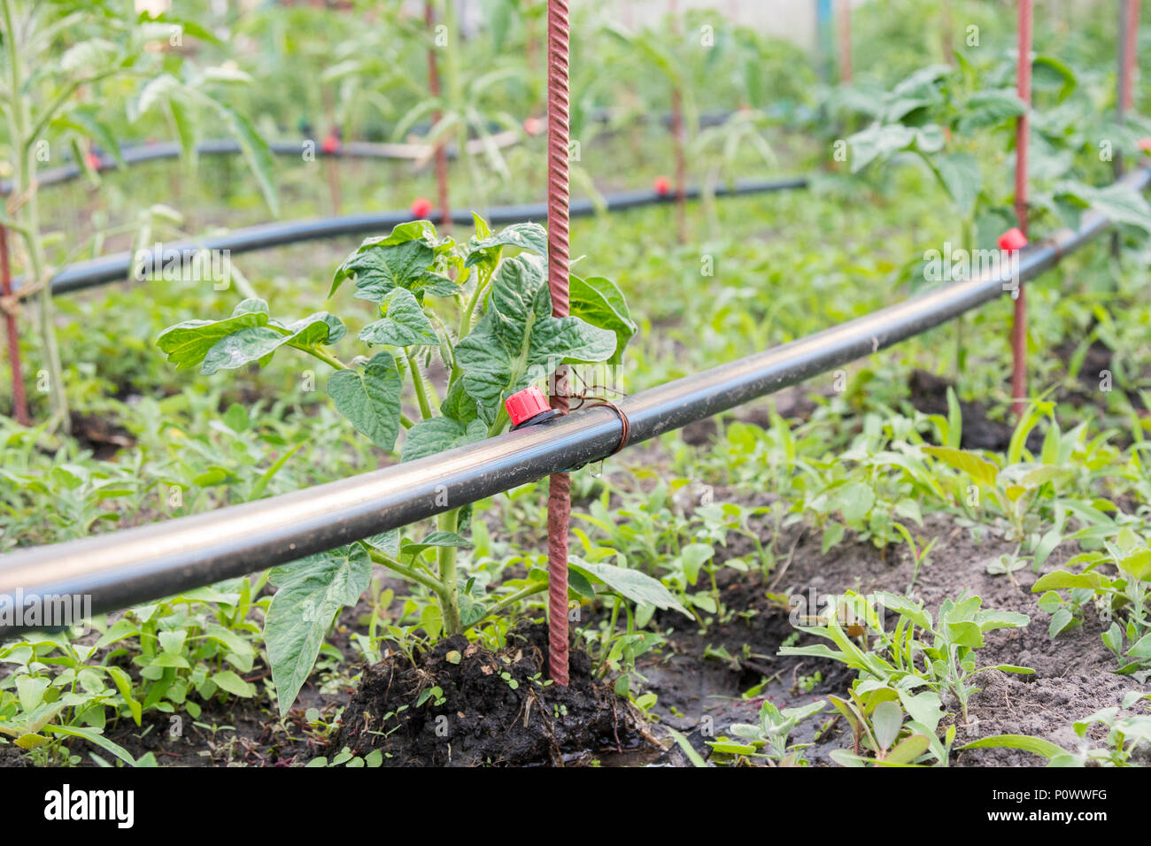 Irrigation Tomato Field High Resolution Stock Photography and Images