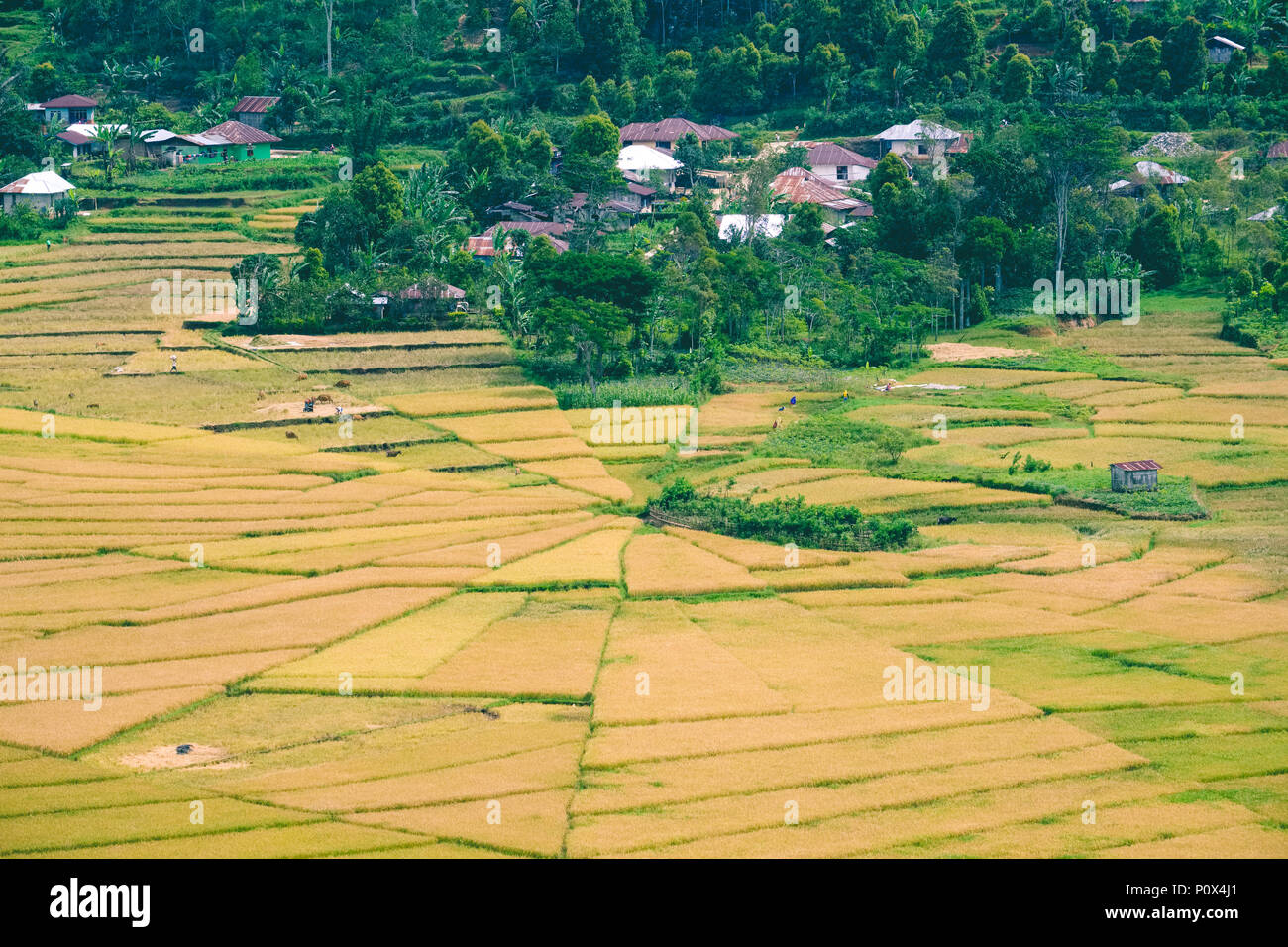 Rice fields divided like a spider's web ('lingko') in Cancar Village near Ruteng, Manggarai Regency, island of Flores (East Nussa Tenggara), Indonesia Stock Photo