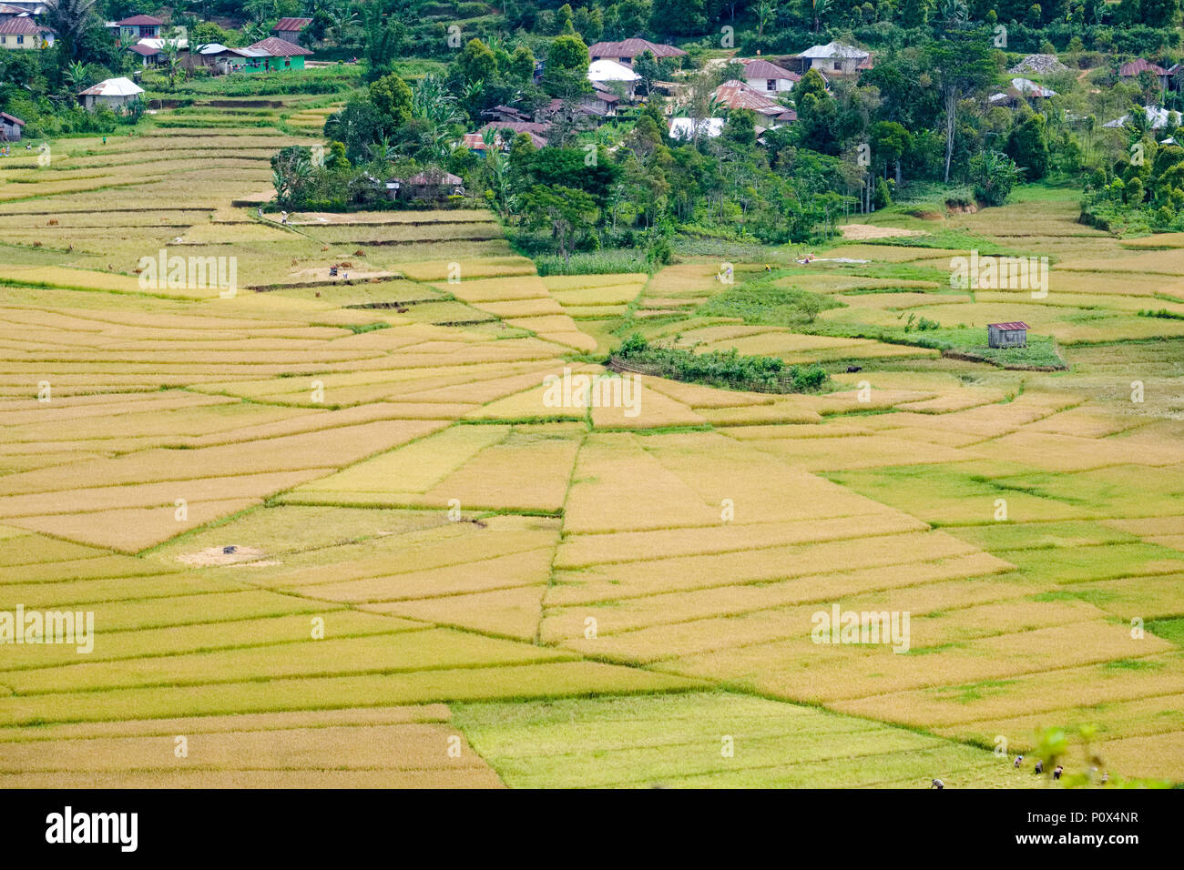 Spider web rice fields ('lingko') in Cancar Village, near Ruteng, Manggarai Regency, island of Flores (East Nussa Tenggara), Indonesia. Stock Photo