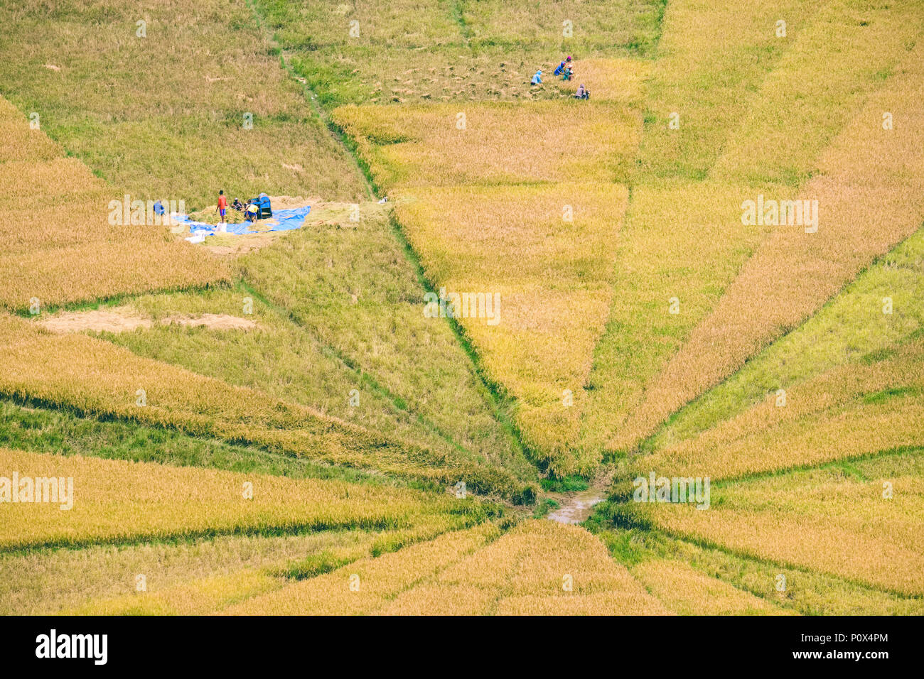 Farmers harvesting the spider web rice fields in Cancar Village, near Ruteng, Manggarai Regency, island of Flores, Indonesia. Stock Photo