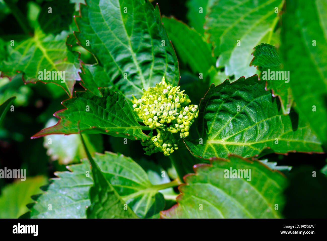 HYDRANGEA IN BUD Stock Photo Alamy