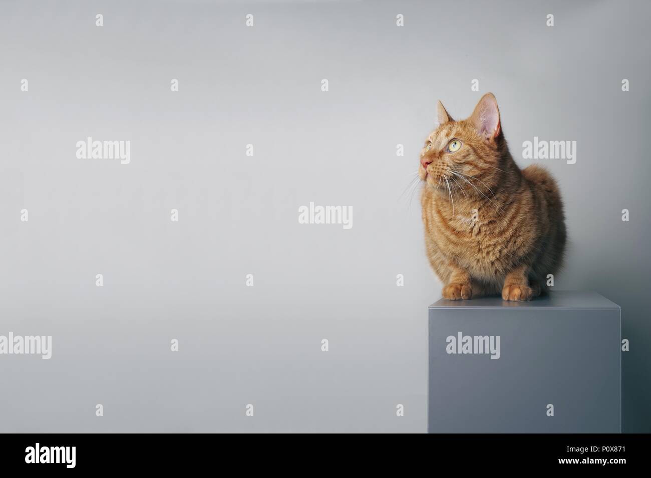 Ginger cat sitting on a grey box and looking sideways - isolated on grey backlground. Stock Photo