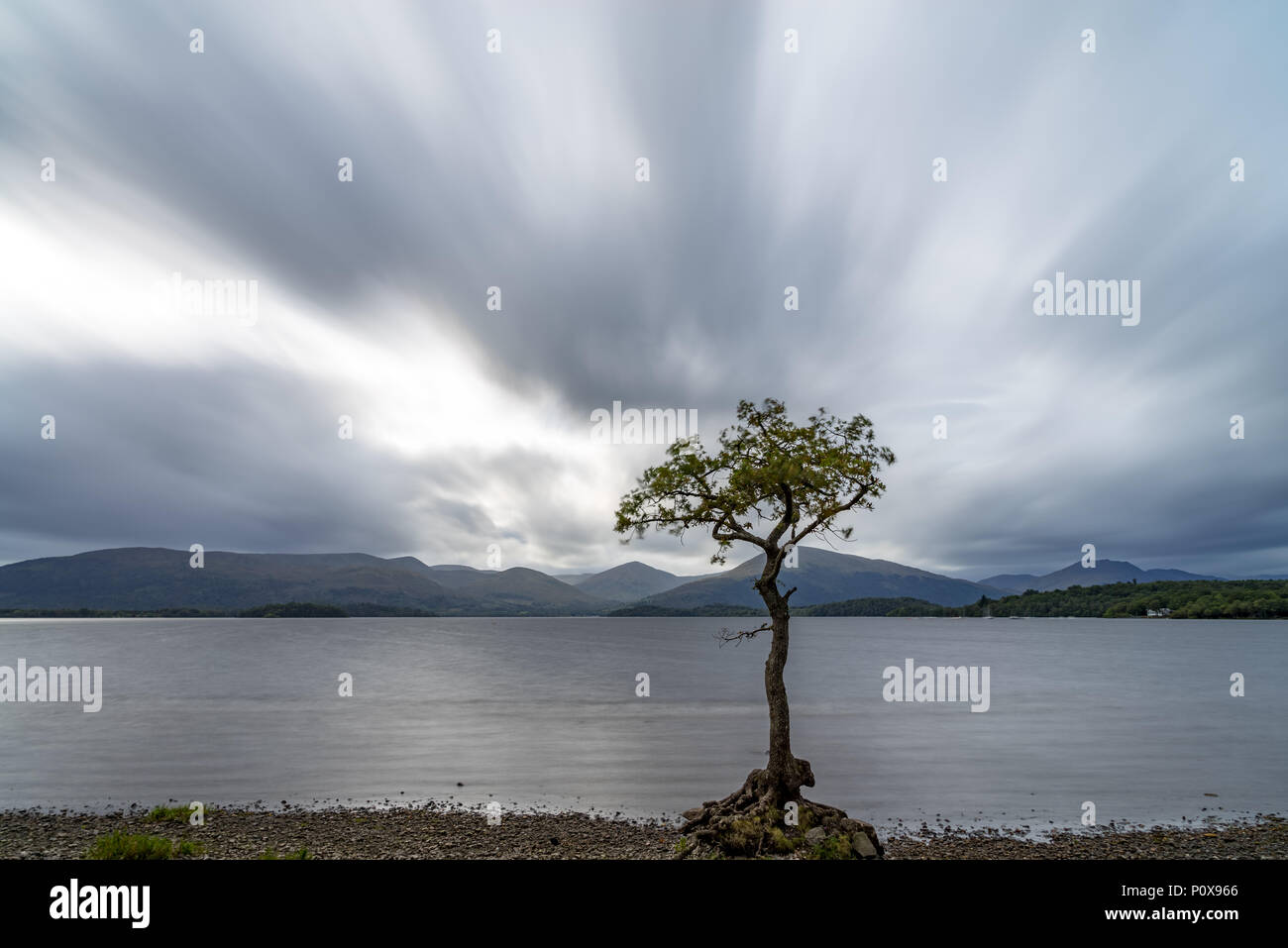 A lonley tree in the middle of the calm waters of milarrochy bay loch lomond scotland Stock Photo