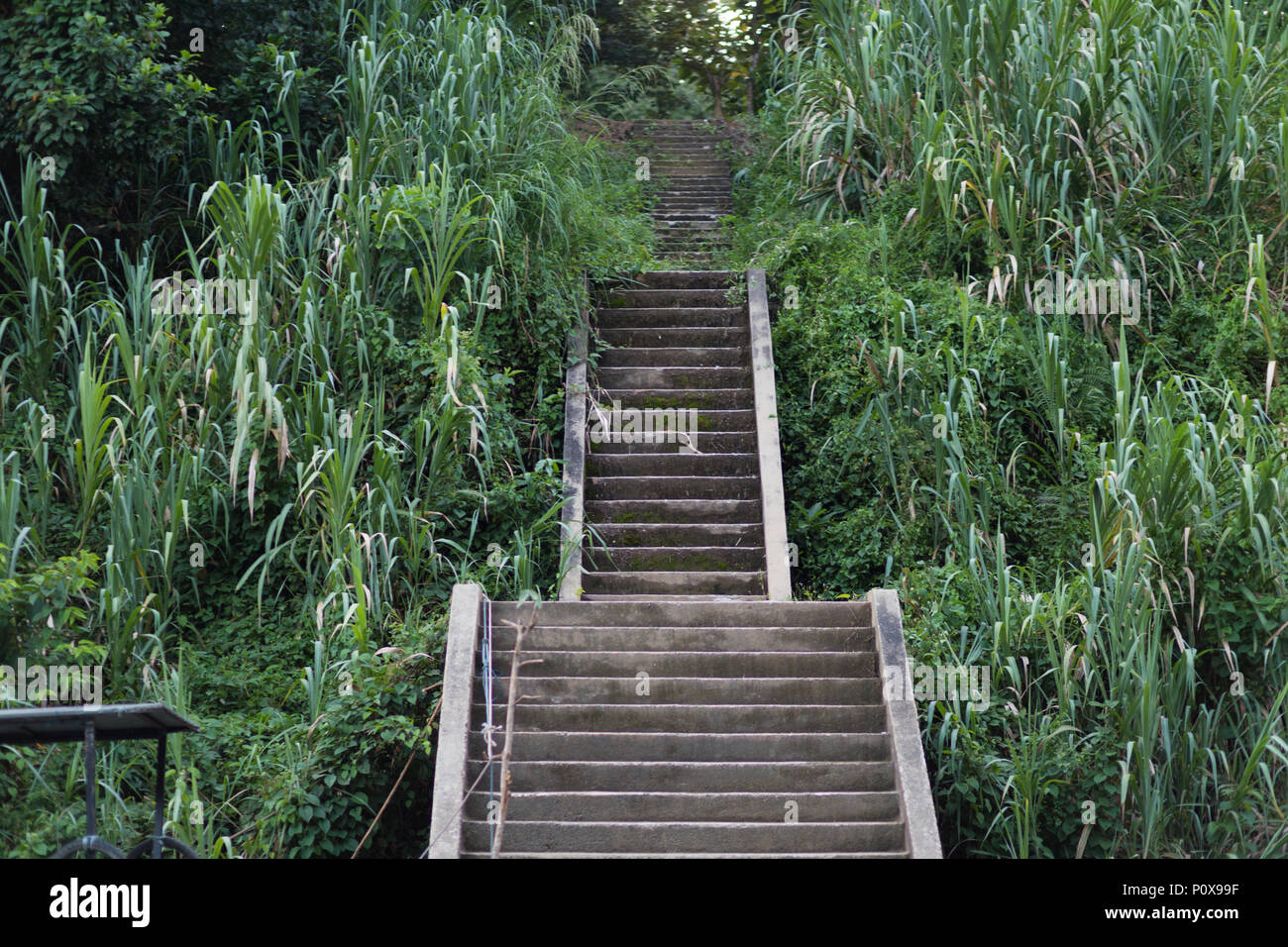 Stone staircase leading up to tropical national park rain forest in Teman Negara, Malaysia Stock Photo