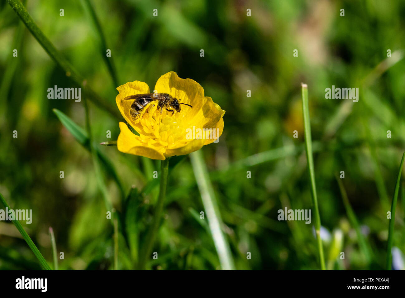 Bee collecting nectar pollen Stock Photo