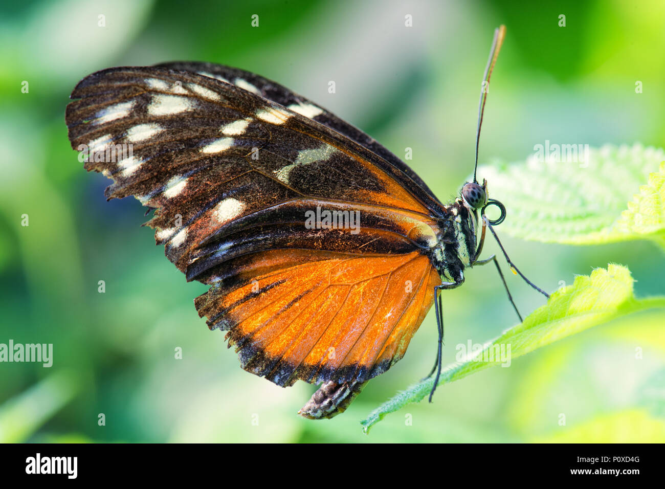 Tiger longwing - Heliconius hecale, beautiful orange butterfly from Central and South America forests. Stock Photo