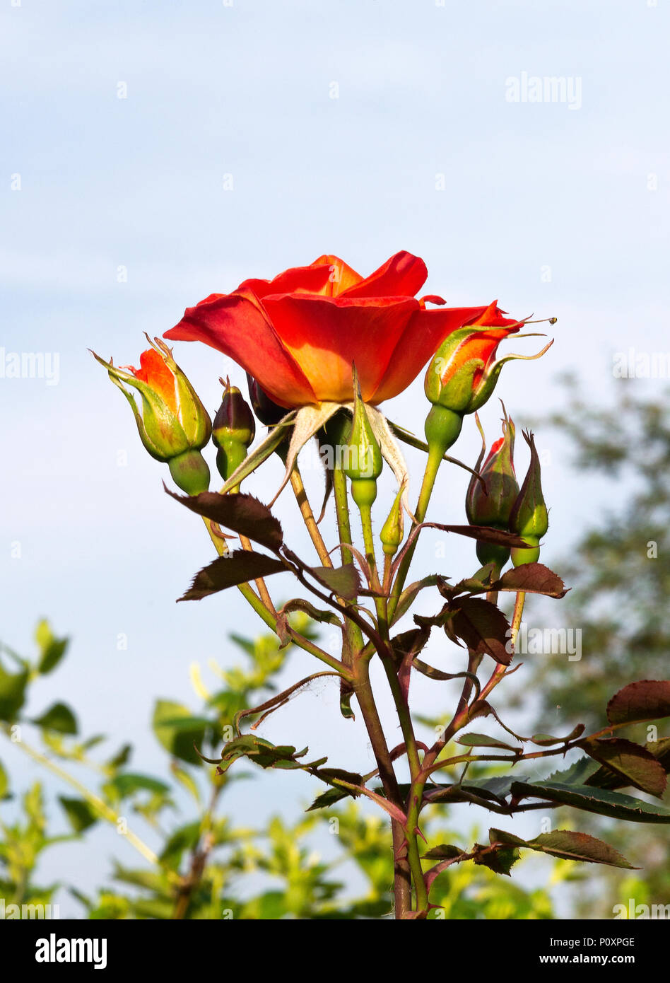 Beautiful Open Cupped Orange Roses Growing in a Border in a Garden in ...