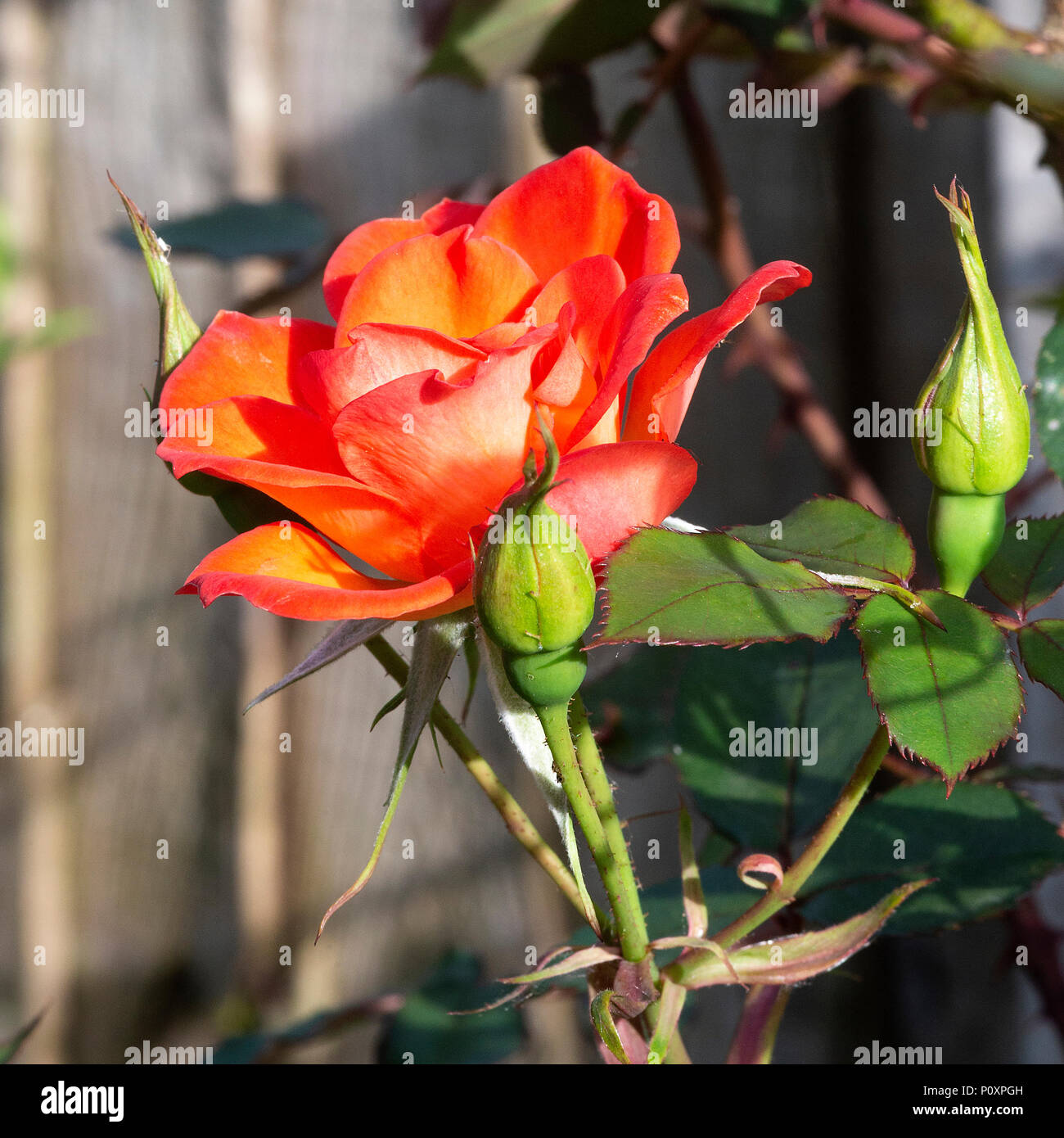 Beautiful Open Cupped Orange Roses Growing in a Border in a Garden in ...