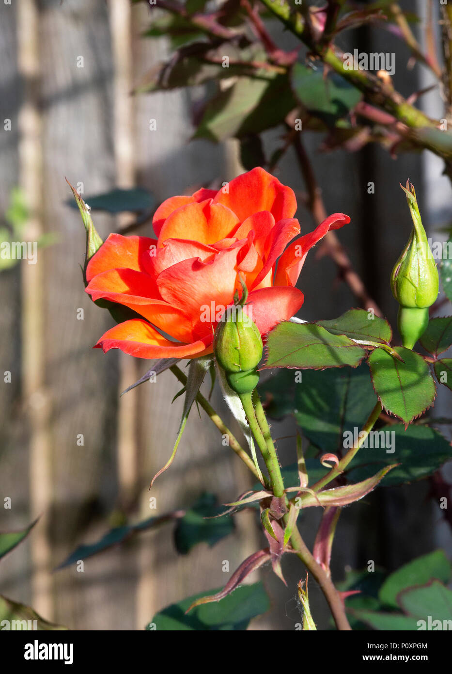 Beautiful Open Cupped Orange Roses Growing in a Border in a Garden in ...