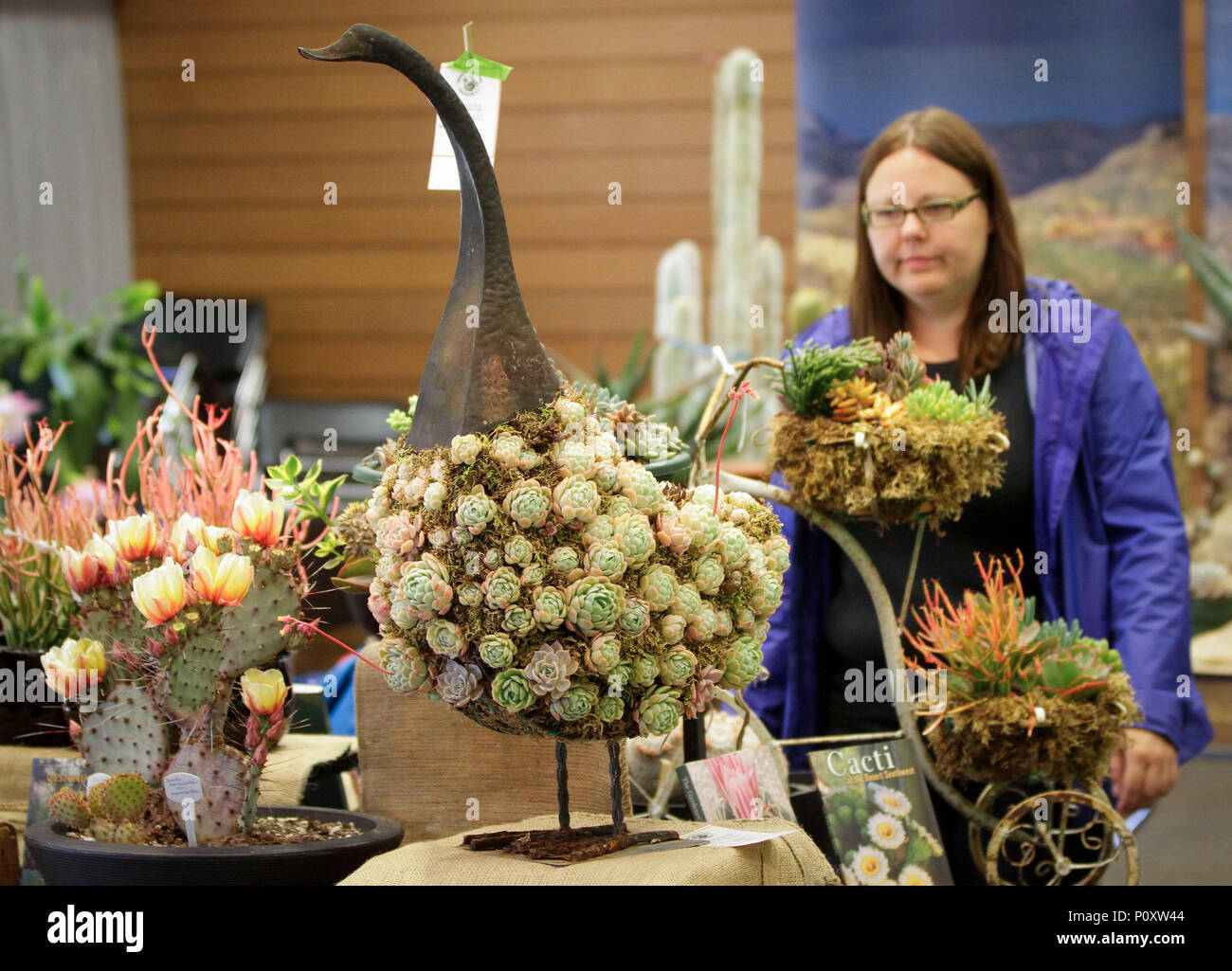 Vancouver, Canada. 9th June, 2018. A visitor looks at different cactus and succulent plants at the Vancouver Desert Plant Show in Vancouver, Canada, June 9, 2018. The annual Vancouver Desert Plant Show is a two-day event to provide opportunities for the cactus and succulent plants enthusiasts to show their plants and share planting experiences. Credit: Liang Sen/Xinhua/Alamy Live News Stock Photo