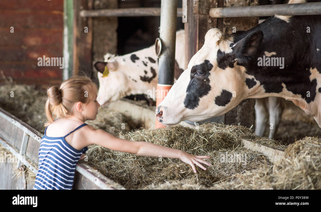 10 June 2018, Germany, Holthusen: Lilly from Schwerin interacts with dairy cows on the farm of the Holthusen agricultural community. On 'Open Farm Day', local farms open their doors to visitors. Photo: Frank Hormann/Nordlicht/dpa-Zentralbild/ZB Credit: dpa picture alliance/Alamy Live News Stock Photo