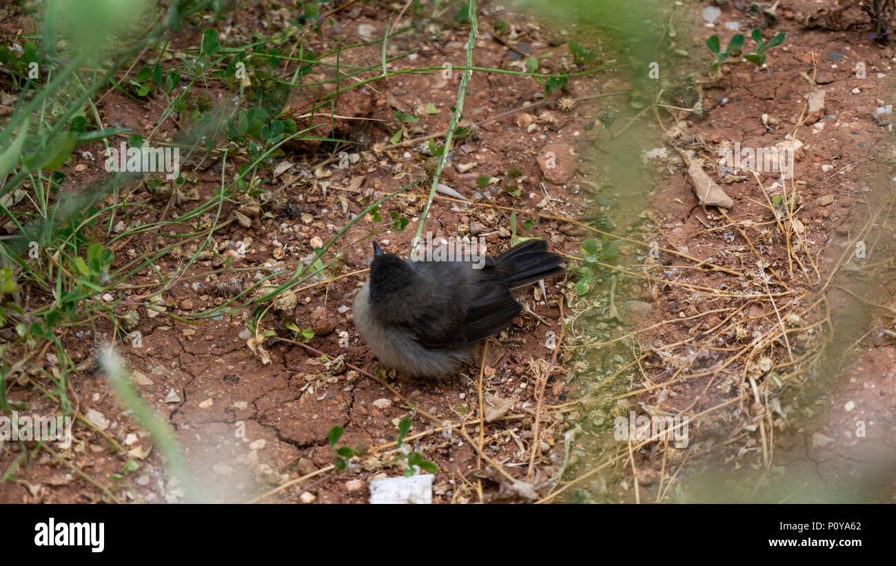 Little frightened sparrow seeks refuges Stock Photo