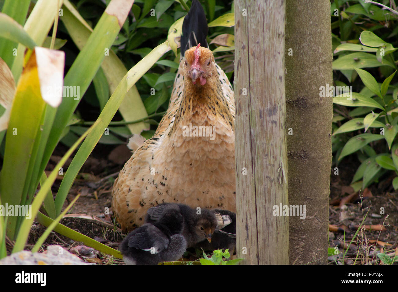 Mother hen and followed by black and brown chicks that walk and move