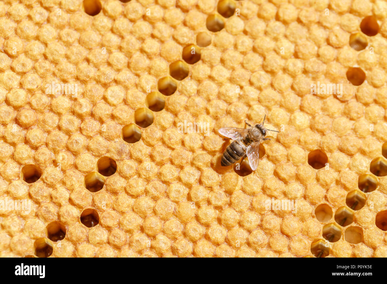 Lonely bee hi-res stock photography and images - Alamy