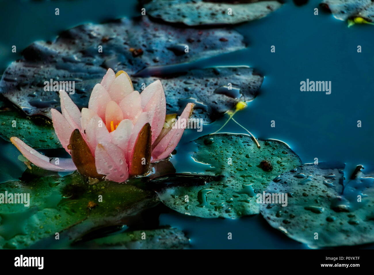 Pink water lily, know also as lotus flower of the genus Nymphaea, family Nymphaeaceae. Stock Photo