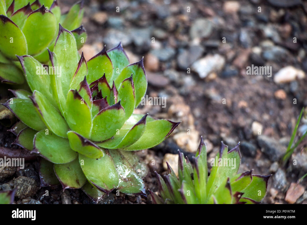 Green Sempervivum tectorum known also as common houseleek, evergreen perennial succulent of the family Crassulaceae. Stock Photo