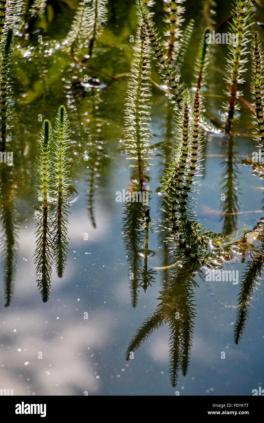 Close-up of Hippuris vulgaris, know also as common mare's tail or horsetail, shot in a pond. Stock Photo