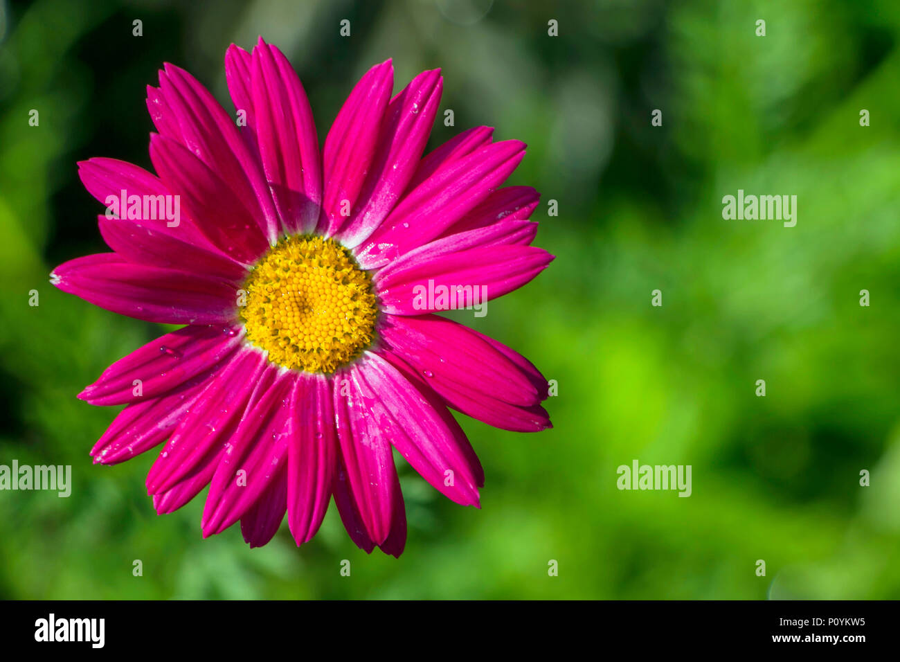 Close-up of pink Tanacetum coccineum know also as Persian chrysanthemum of the family Asteraceae Stock Photo