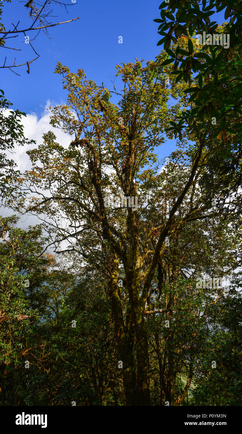 Trees under blue sky at deep forest in Pokhara, Nepal Stock Photo - Alamy