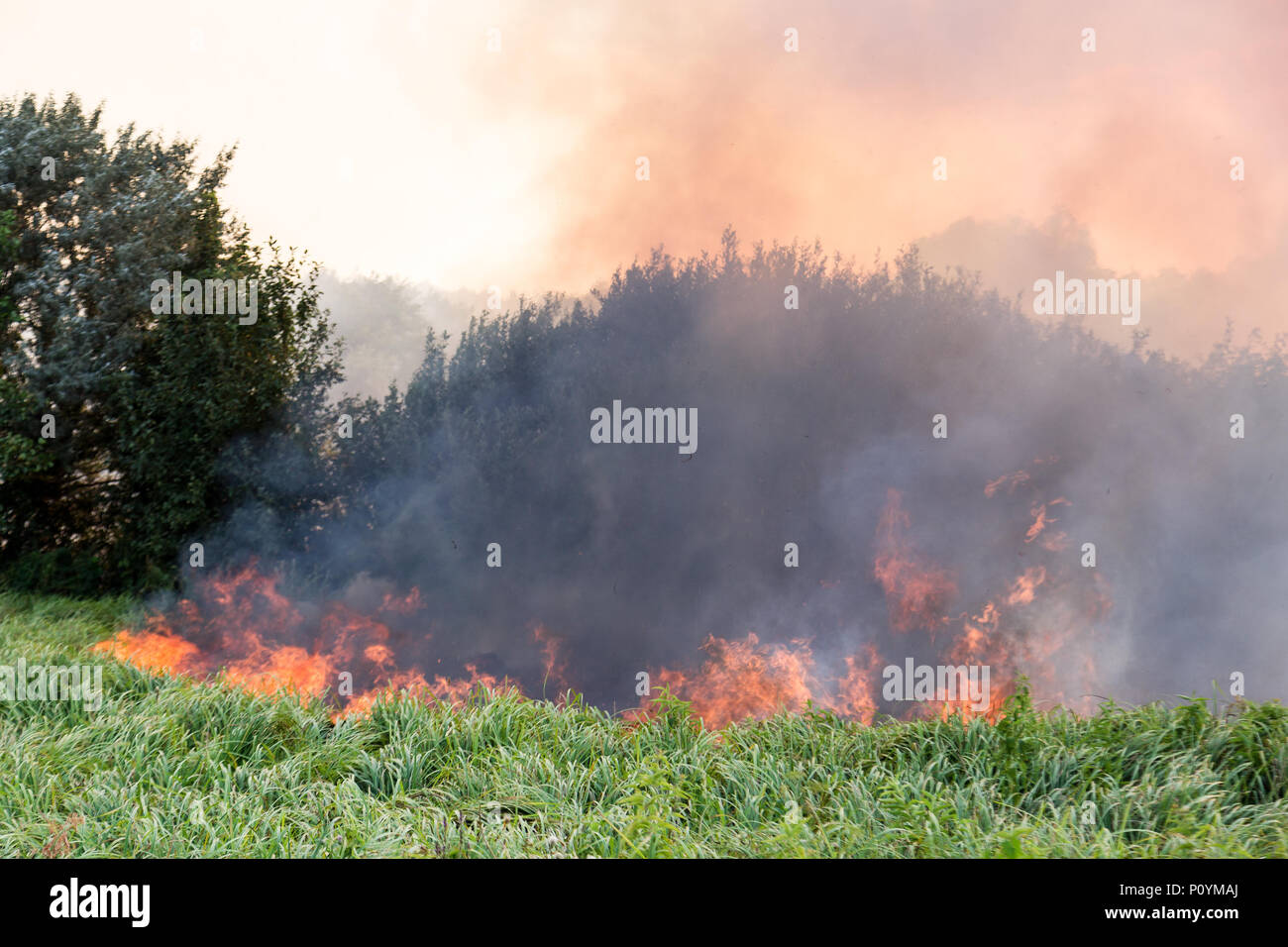 Forest wildfire. Burning field of dry grass and trees. Heavy smoke against blue sky. Wild fire