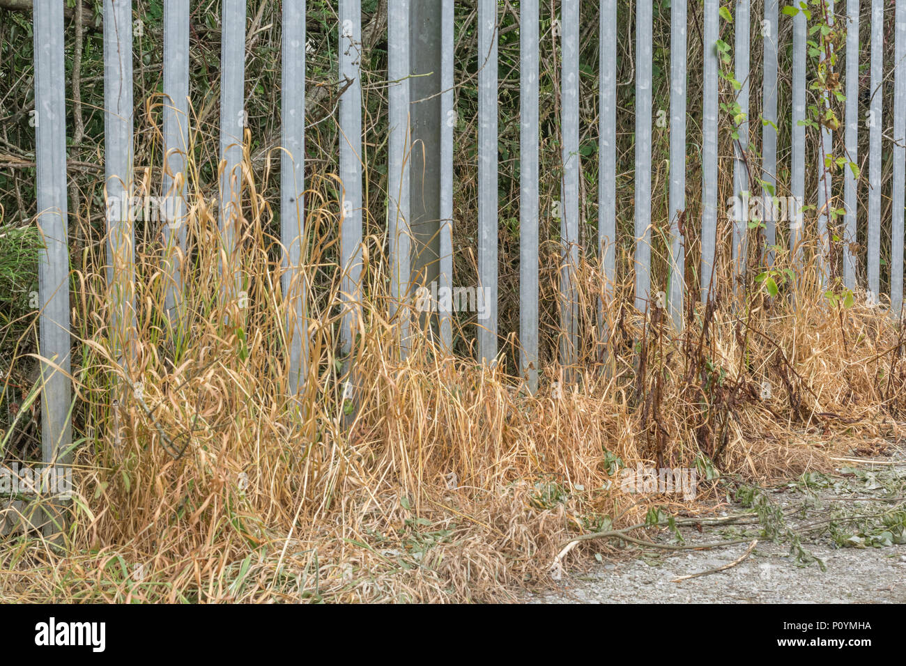 Dead brown weeds killed with weedkiller (such as Roundup) beside an industrial metal fence. General example of herbicide use. Stock Photo