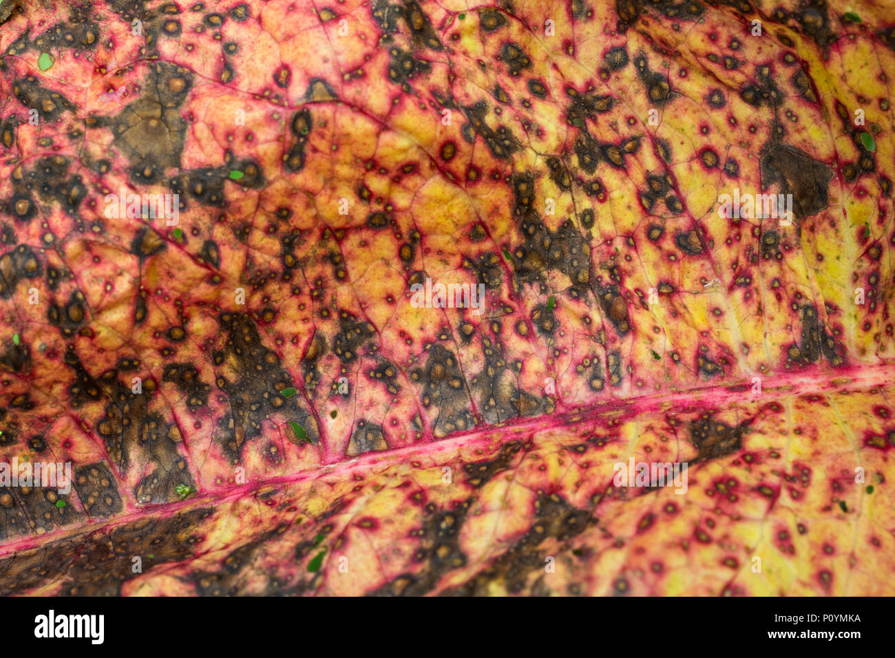 Abstract macro photo of the surface of diseased leaf of Broad-Leaved Dock / Rumex obtusifolius. Possibly caused by the leaf spot Ramularia rubella. Stock Photo