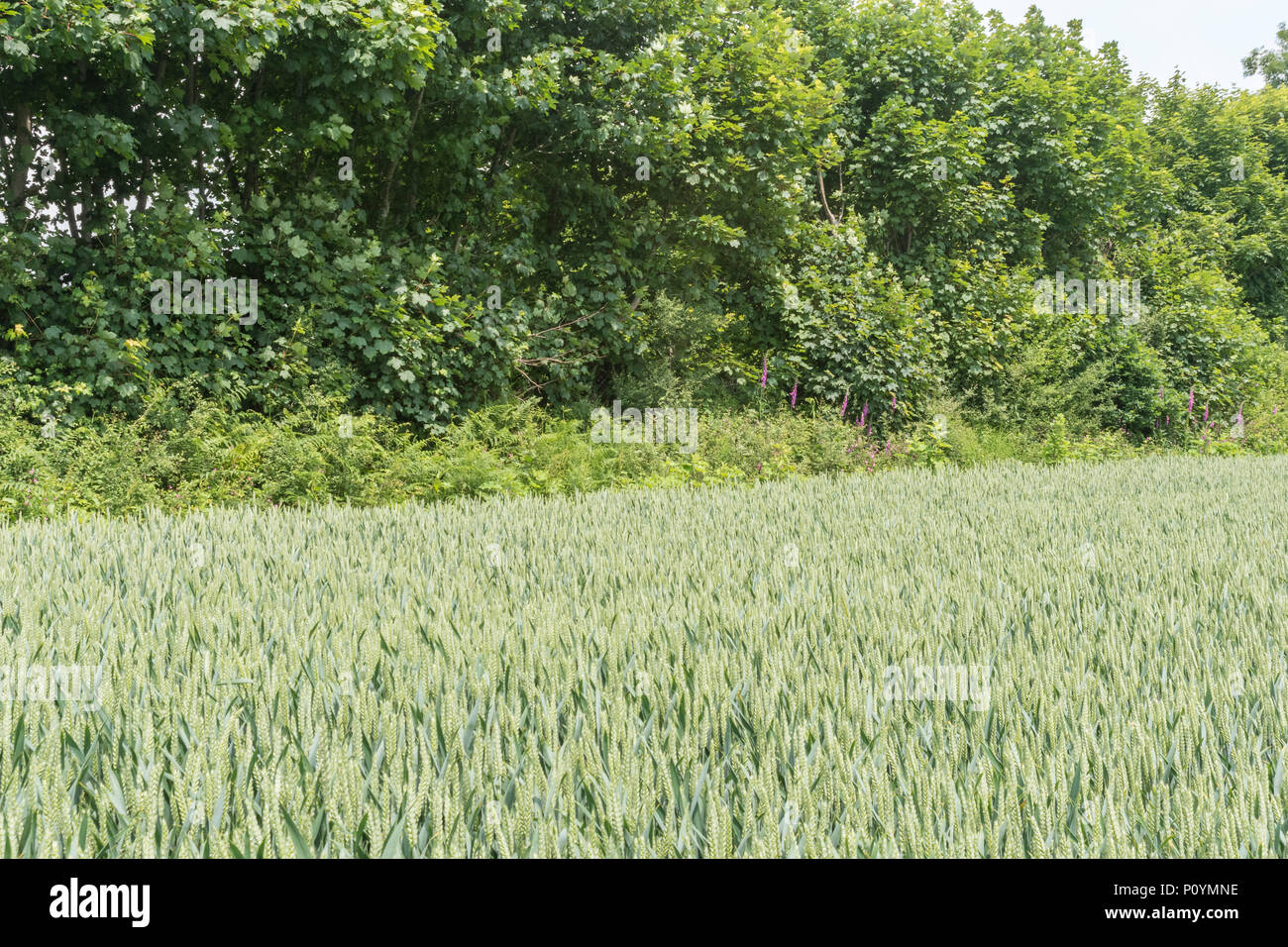 Wheat / Triticum crop growing in front of a natural hedgerow. Food growing in the field. Stock Photo