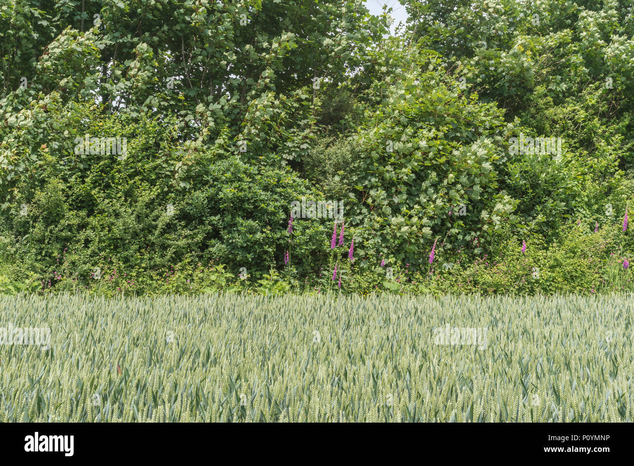 Wheat / Triticum crop growing in front of a natural hedgerow with  Foxglove / Digitalis purpurea growing in the background. Food growing in the field. Stock Photo
