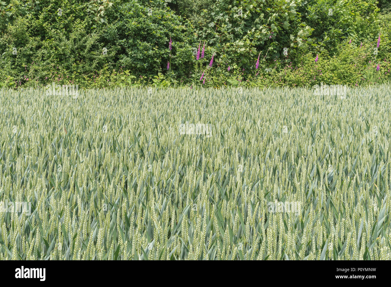 Wheat / Triticum crop growing in front of natural hedgerow with wild Foxglove / Digitalis purpurea growing in background. Food growing in the field. Stock Photo