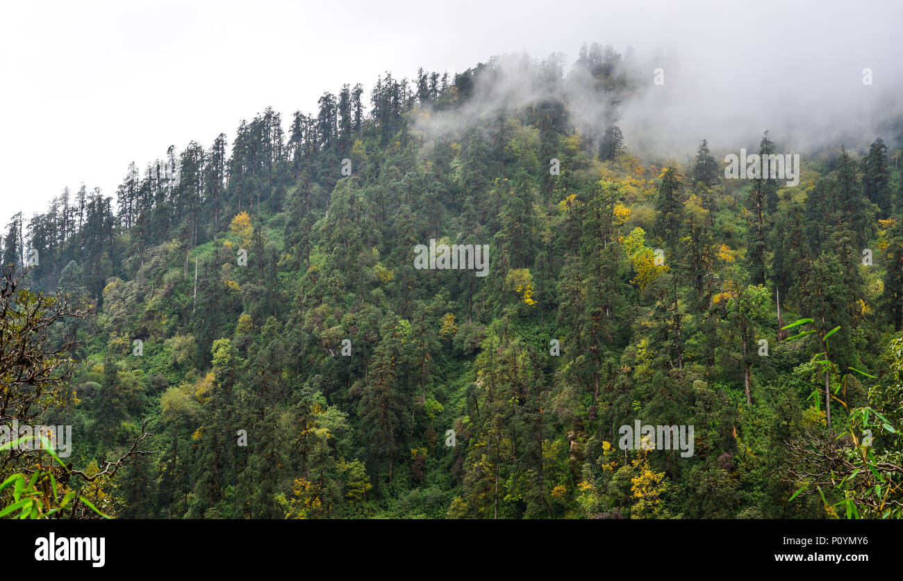 Pine tree forest on mountain in misty day Stock Photo - Alamy