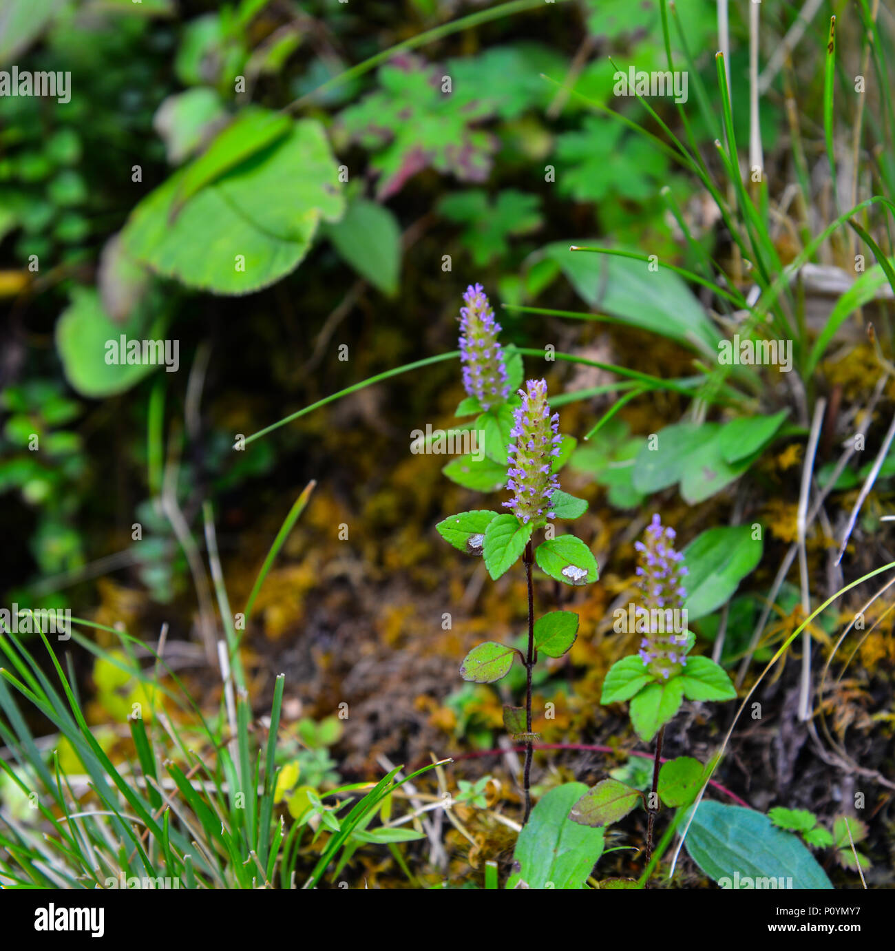 Wild flowers blooming at deep forest in spring time Stock Photo Alamy