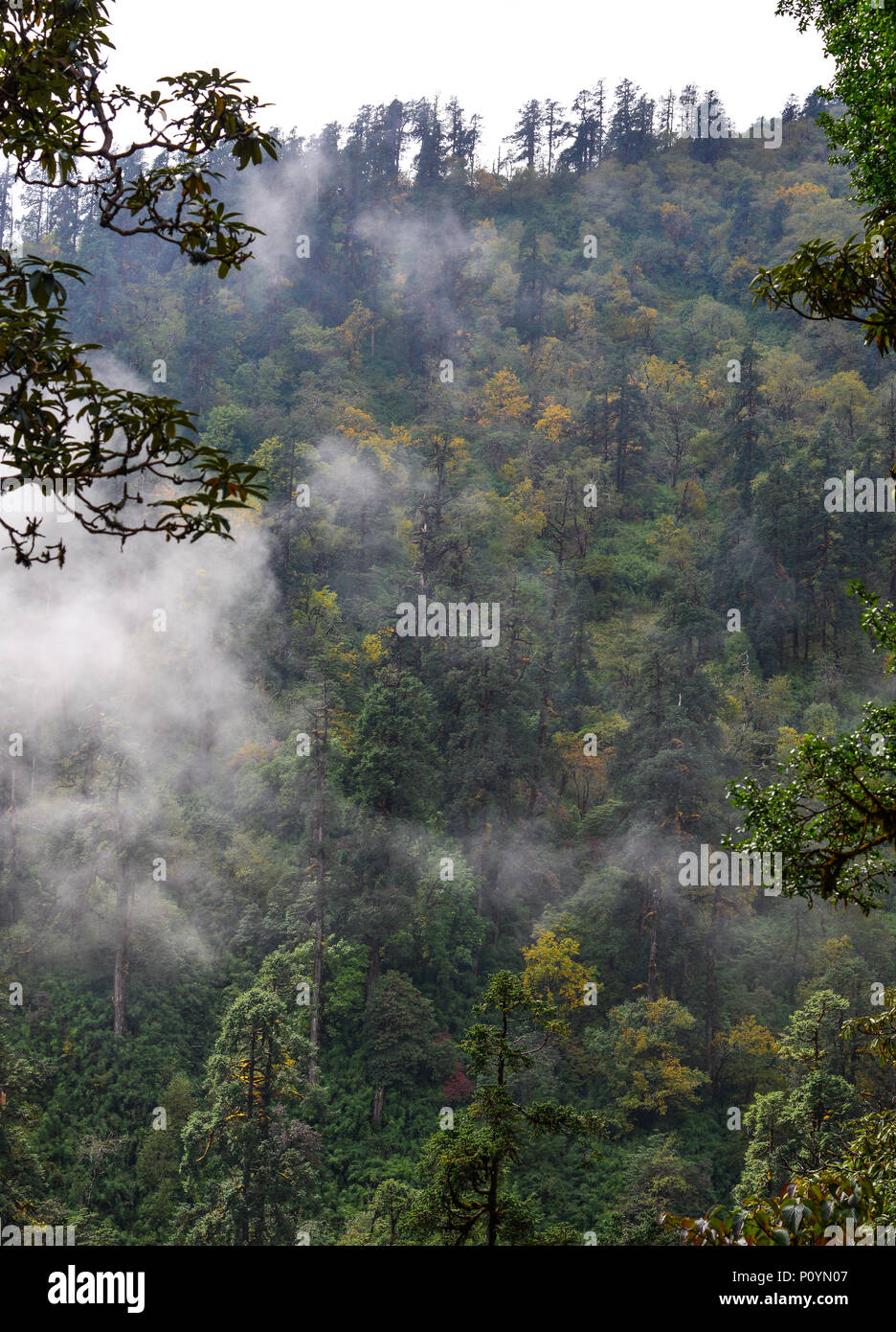Pine tree forest on mountain in foggy day Stock Photo - Alamy