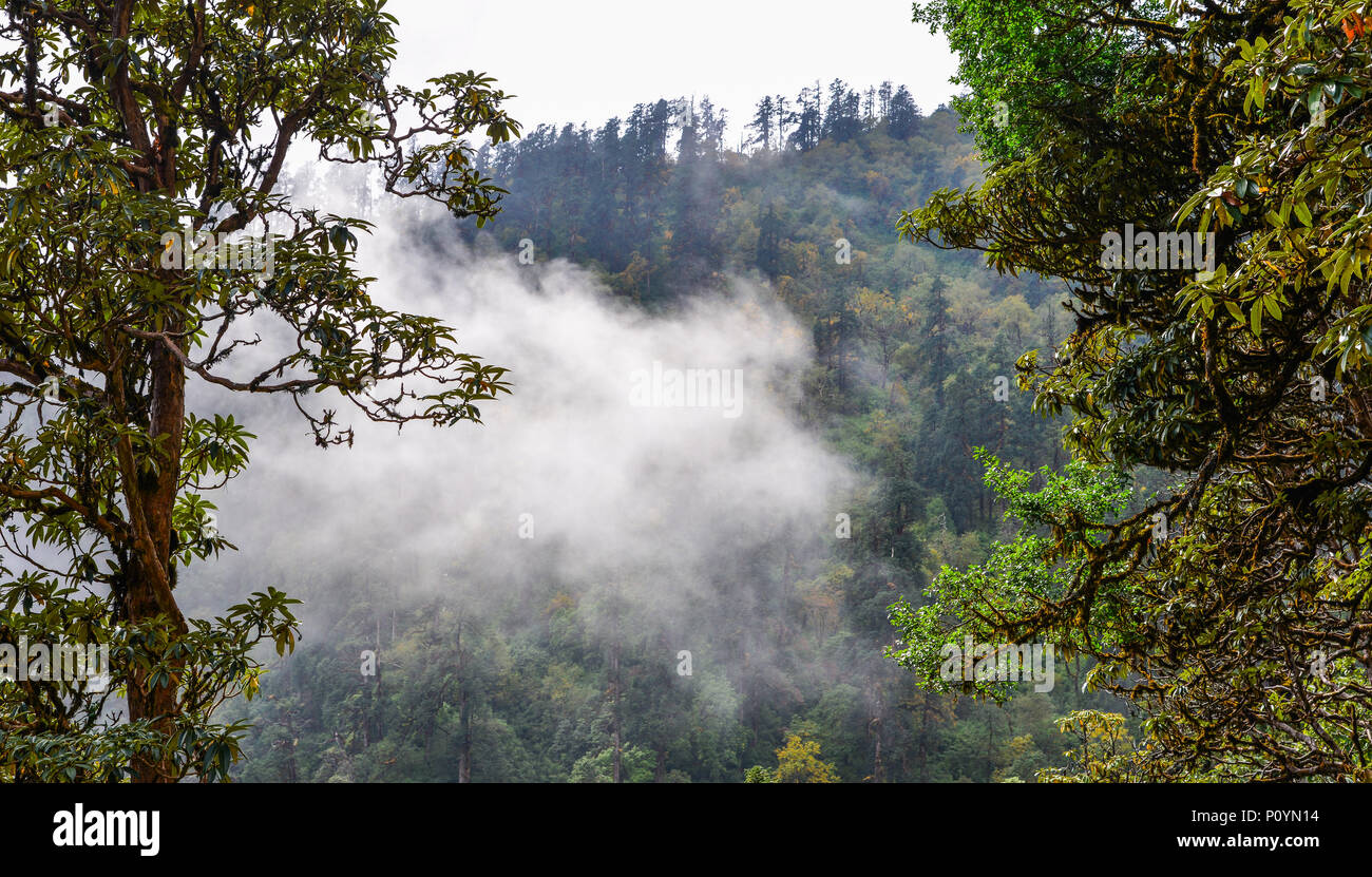 Pine tree forest on mountain in foggy day Stock Photo - Alamy