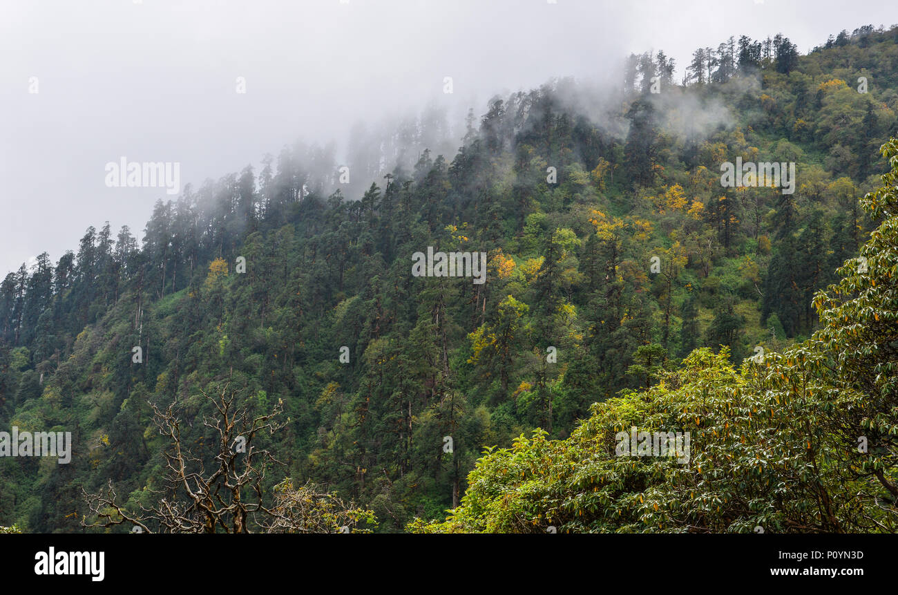 Pine tree forest on mountain in foggy day Stock Photo - Alamy