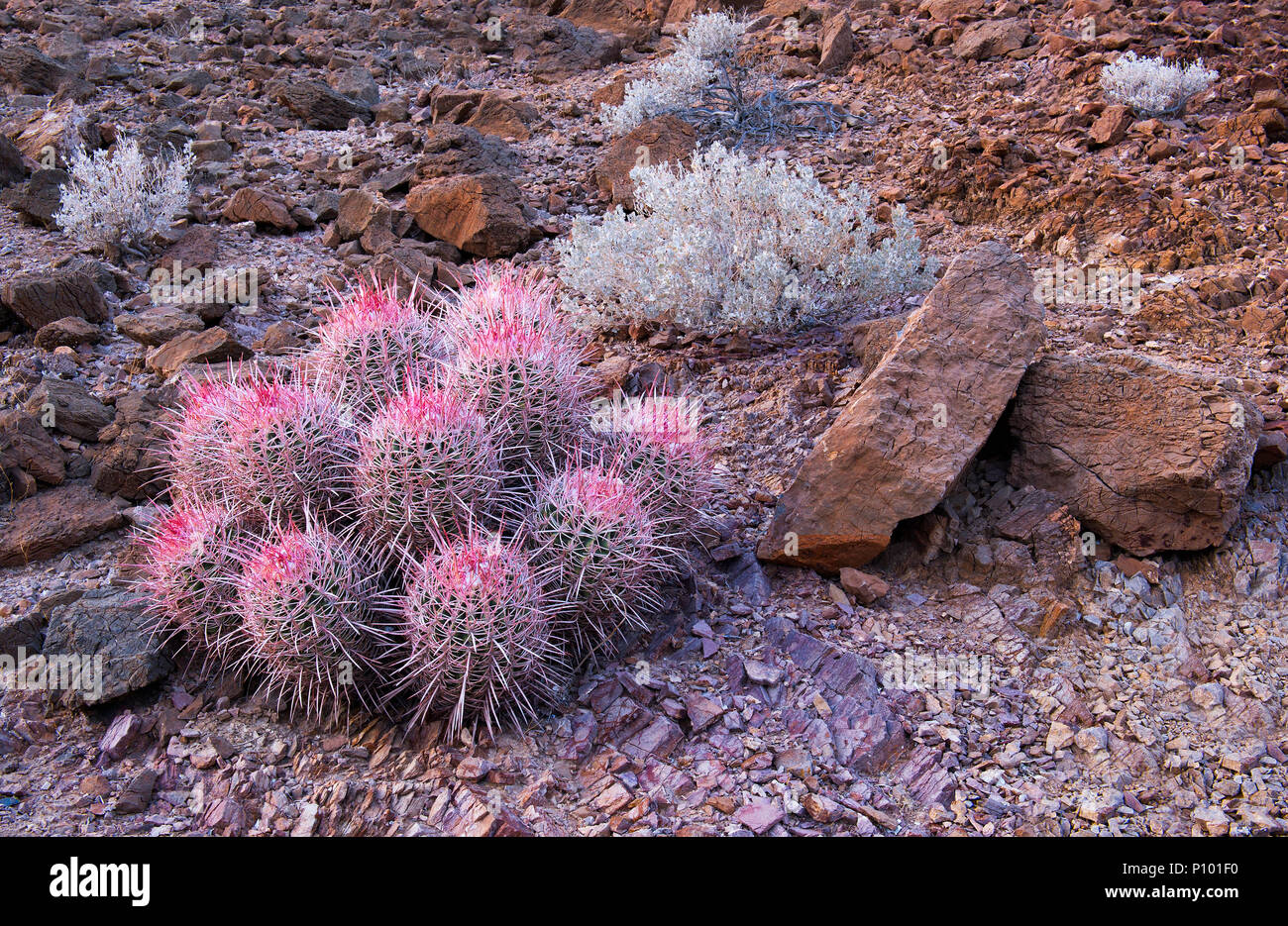 Death Valley Cactus Stock Photo
