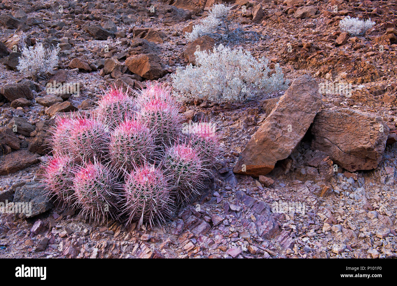 Death Valley Cactus Stock Photo - Alamy