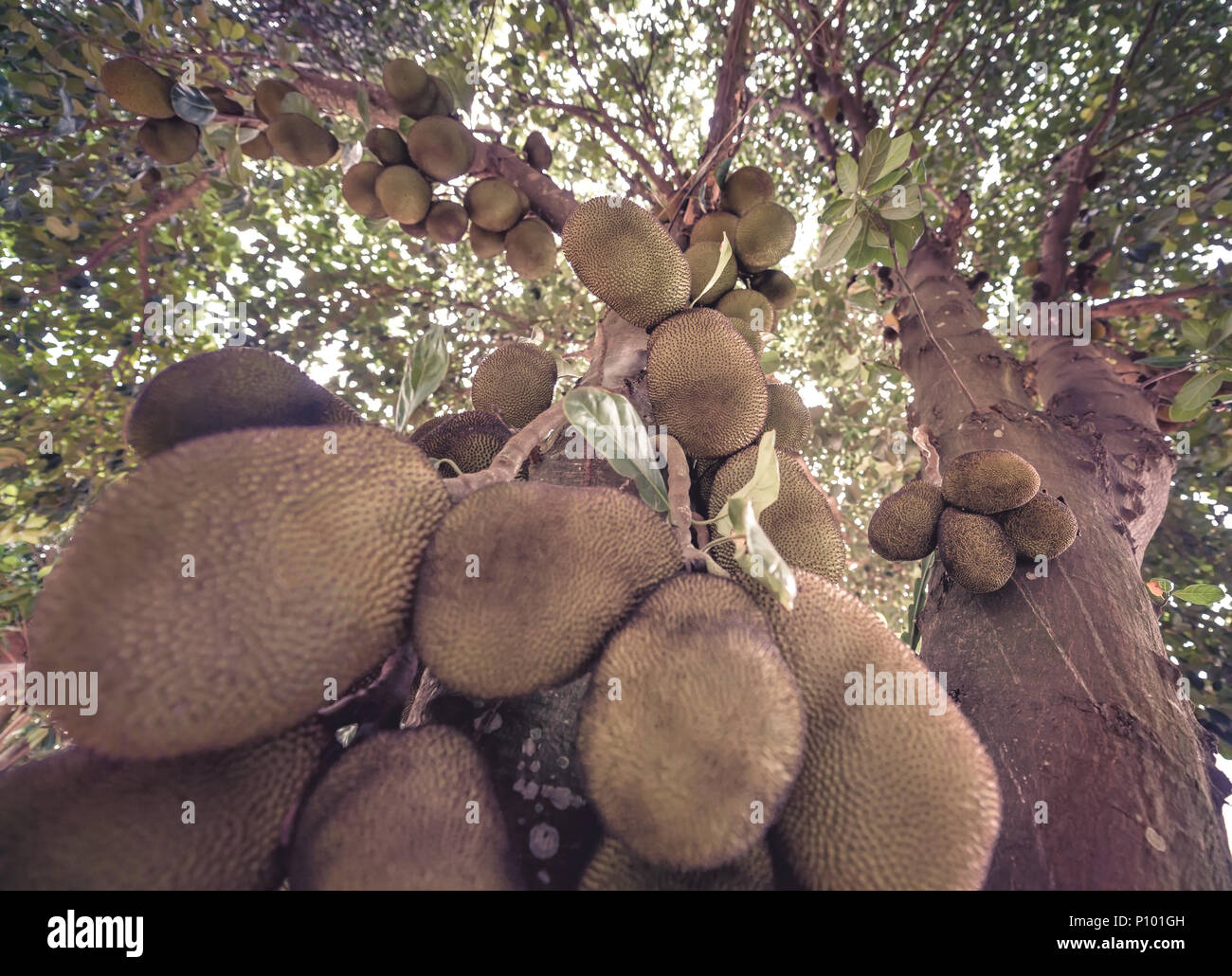 Jackfruit tree full of fruits. Image with depth of field and focus on center. Stock Photo
