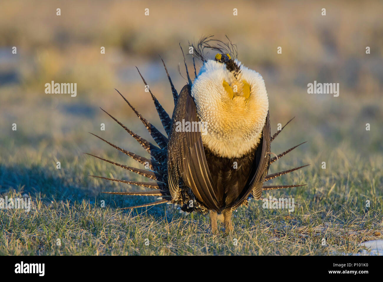 Greater Sage-Grouse  Centrocercus urophasianus SE of Walden, Colorado, United States 22 April 2018       Adult Male       Phasianidae Stock Photo